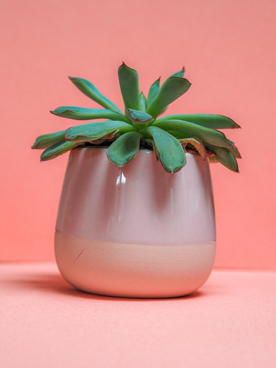 绿色植物在白色陶瓷花瓶
